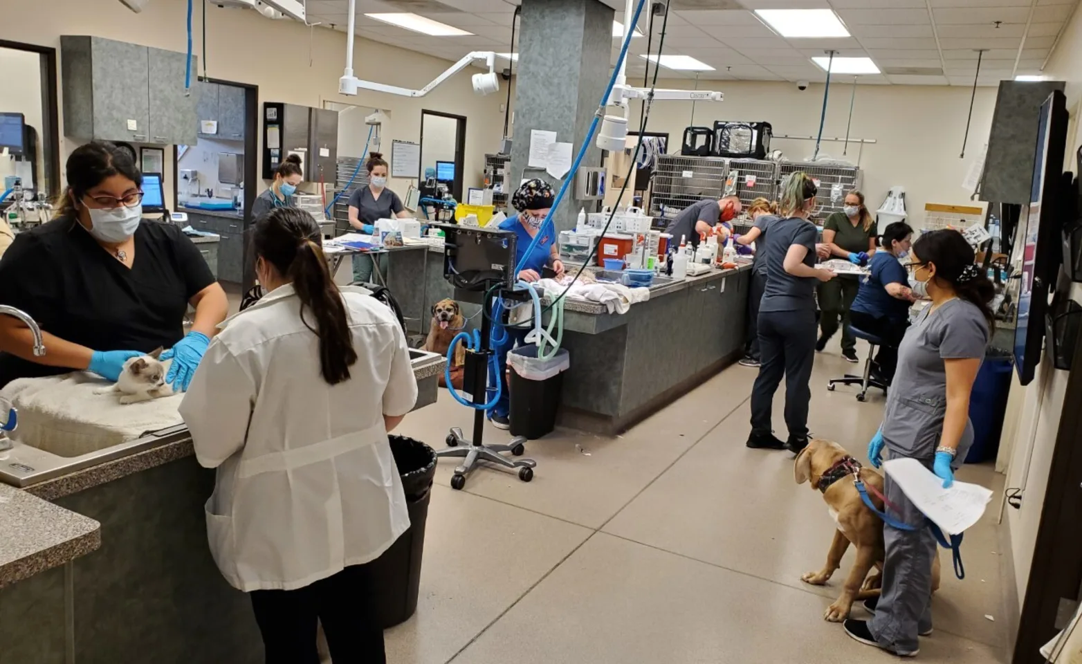 various staff working in the back at Abby Pet Hospital